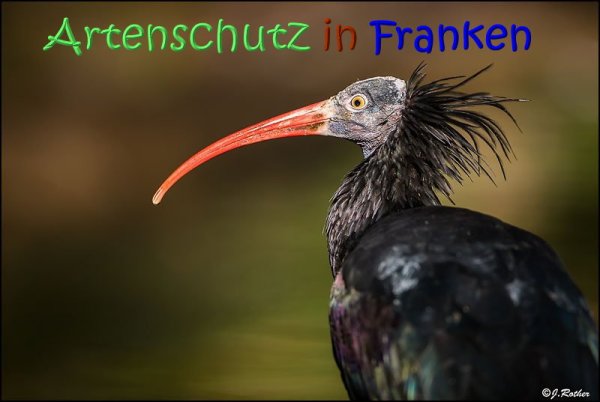 Copyright AiS Johannes Rother Bild zum Eintrag (70397-160)