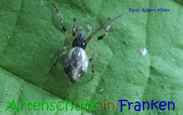 Copyright AiS Albert Meier Bild zum Eintrag (70458-160)