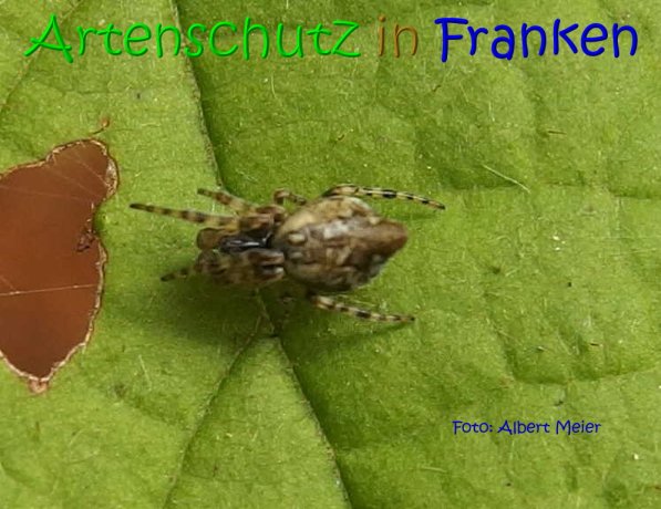 Copyright AiS Albert Meier Bild zum Eintrag (70462-160)