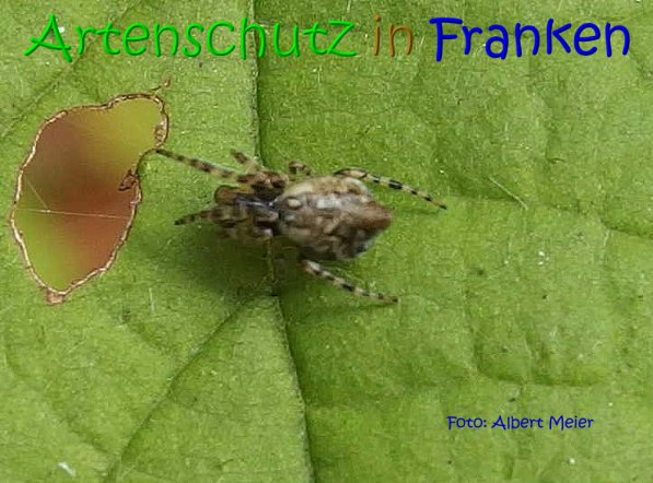 Copyright AiS Albert Meier Bild zum Eintrag (70463-160)