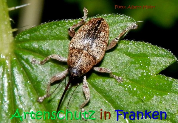 Copyright AiS Albert Meier Bild zum Eintrag (70653-160)