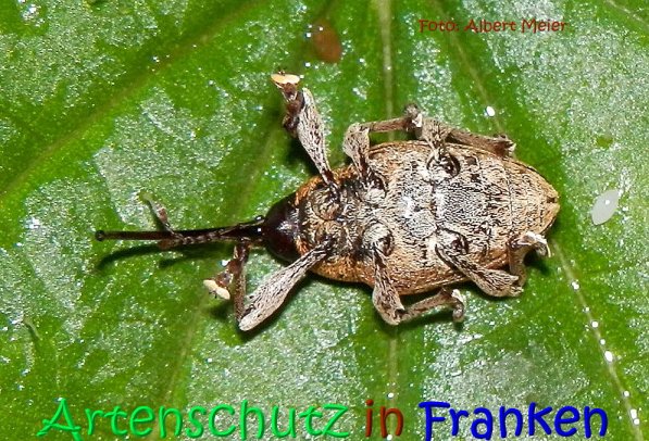 Copyright AiS Albert Meier Bild zum Eintrag (70655-160)
