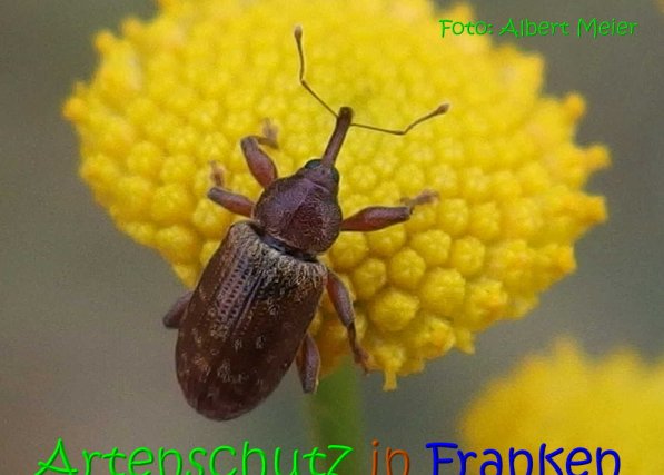 Copyright AiS Albert Meier Bild zum Eintrag (70785-160)