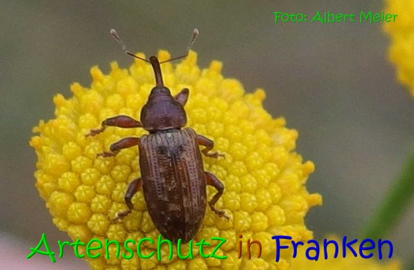 Copyright AiS Albert Meier Bild zum Eintrag (70788-160)