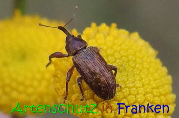 Copyright AiS Albert Meier Bild zum Eintrag (70789-160)
