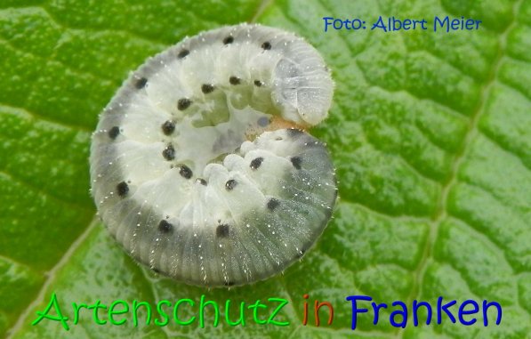 Copyright AiS Albert Meier Bild zum Eintrag (70793-160)