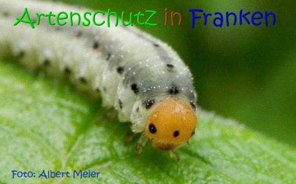 Copyright AiS Albert Meier Bild zum Eintrag (70794-160)