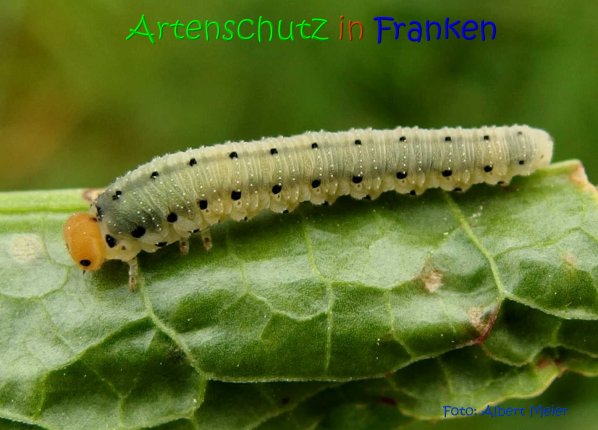 Copyright AiS Albert Meier Bild zum Eintrag (70795-160)