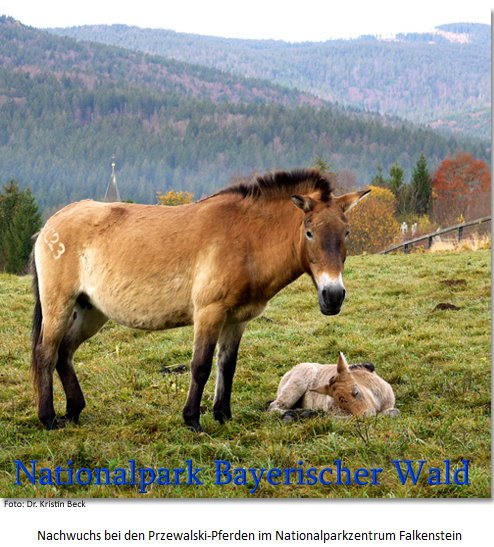 Copyright AiS - Nationalpark Bayerischer Wald / Dr. Kristine Beck Bild zum Eintrag (70842-160)