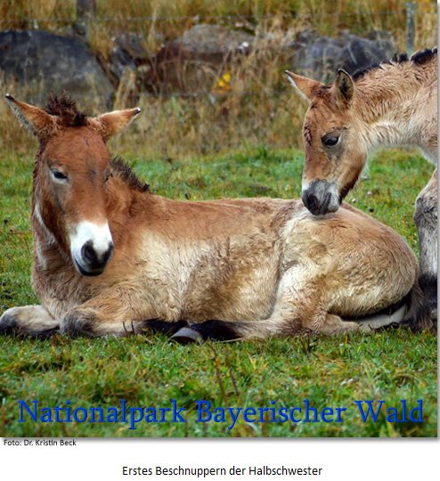 Copyright AiS - Nationalpark Bayerischer Wald / Dr. Kristine Beck Bild zum Eintrag (70843-160)