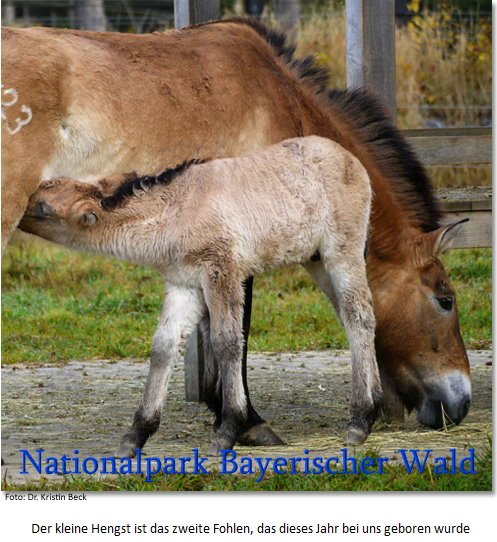 Copyright AiS - Nationalpark Bayerischer Wald / Dr. Kristine Beck Bild zum Eintrag (70844-160)