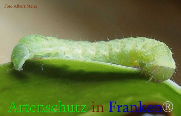 Copyright AiS Albert Meier Bild zum Eintrag (70850-160)