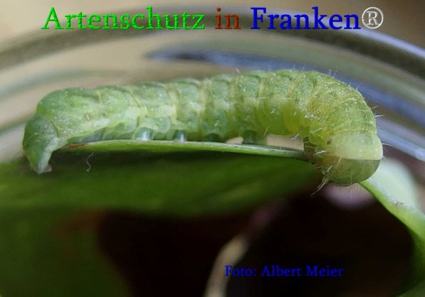 Copyright AiS Albert Meier Bild zum Eintrag (70851-160)