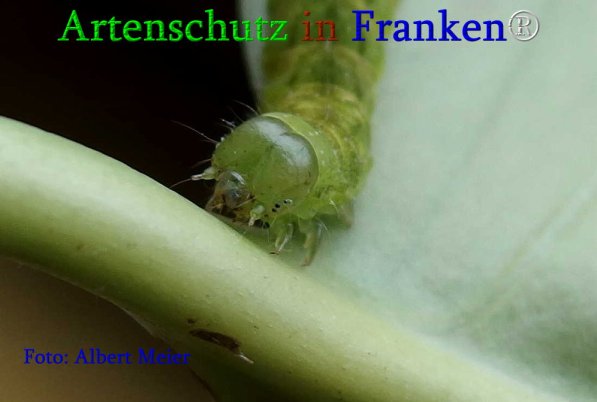 Copyright AiS Albert Meier Bild zum Eintrag (70852-160)