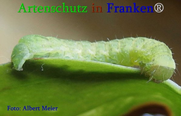 Copyright AiS Albert Meier Bild zum Eintrag (70853-160)
