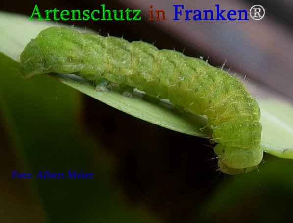 Copyright AiS Albert Meier Bild zum Eintrag (70857-160)