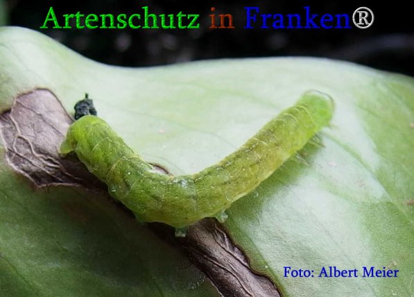Copyright AiS Albert Meier Bild zum Eintrag (70858-160)