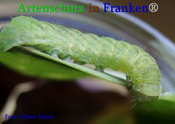 Copyright AiS Albert Meier Bild zum Eintrag (70860-160)