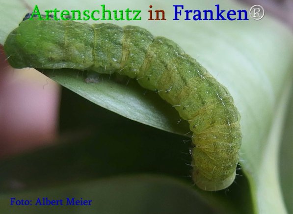 Copyright AiS Albert Meier Bild zum Eintrag (70861-160)