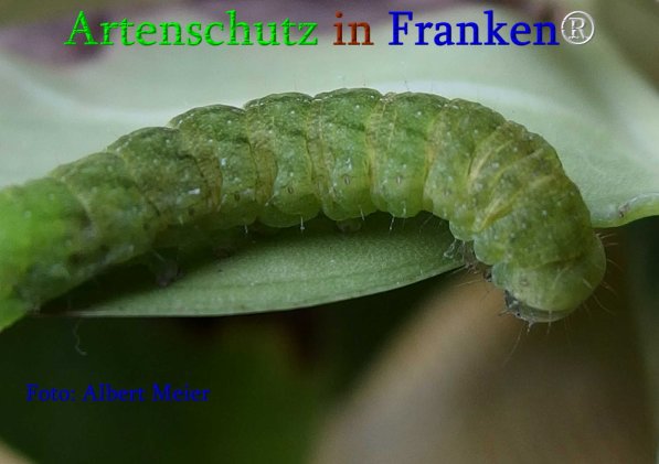 Copyright AiS Albert Meier Bild zum Eintrag (70862-160)