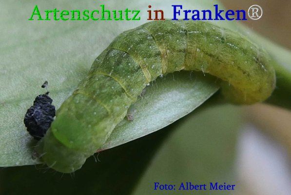 Copyright AiS Albert Meier Bild zum Eintrag (70863-160)