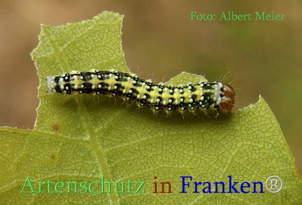 Copyright AiS Albert Meier Bild zum Eintrag (70922-160)