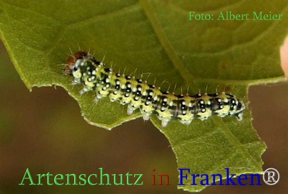 Copyright AiS Albert Meier Bild zum Eintrag (70923-160)