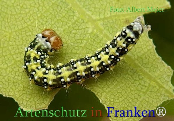 Copyright AiS Albert Meier Bild zum Eintrag (70924-160)