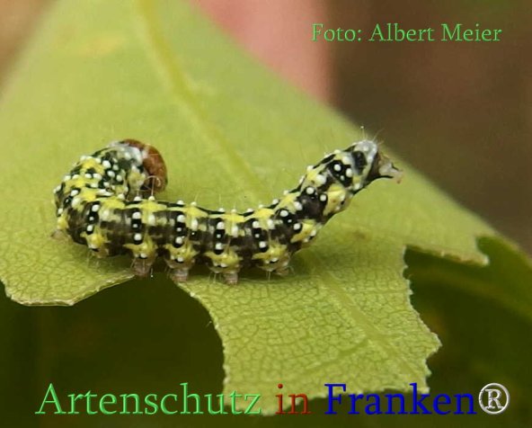 Copyright AiS Albert Meier Bild zum Eintrag (70925-160)