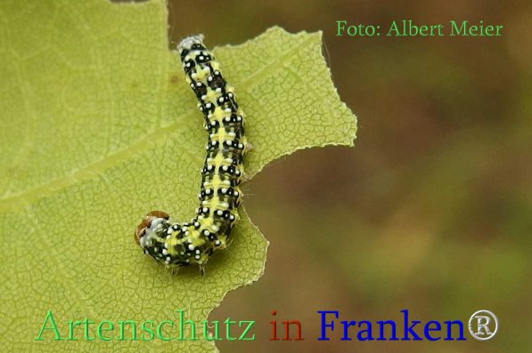 Copyright AiS Albert Meier Bild zum Eintrag (70927-160)