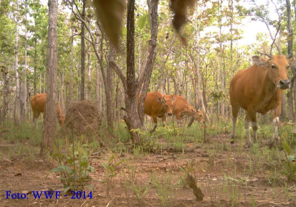 Copyright AiS - WWF Bild zum Eintrag (70937-160)