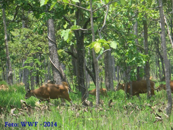 Copyright AiS - WWF Bild zum Eintrag (70938-160)