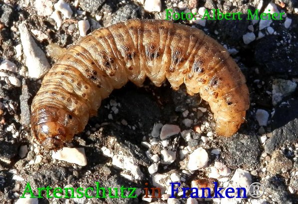 Copyright AiS Albert Meier Bild zum Eintrag (70945-160)