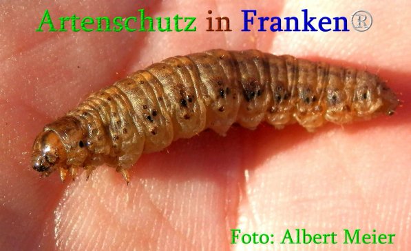 Copyright AiS Albert Meier Bild zum Eintrag (70947-160)