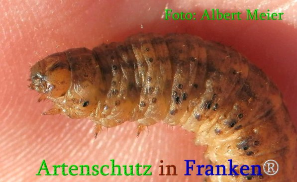 Copyright AiS Albert Meier Bild zum Eintrag (70948-160)
