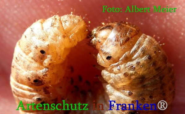 Copyright AiS Albert Meier Bild zum Eintrag (70950-160)