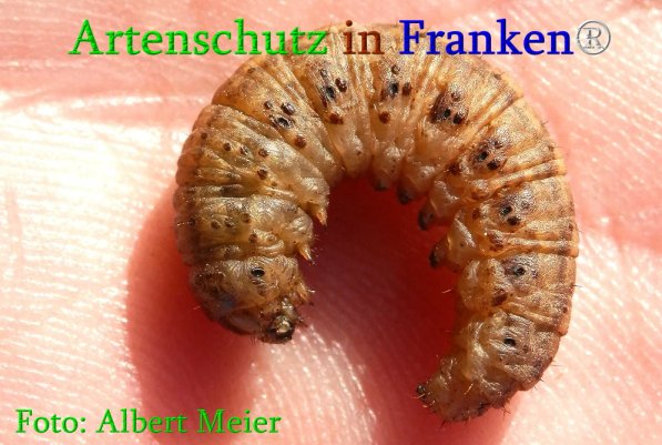 Copyright AiS Albert Meier Bild zum Eintrag (70951-160)