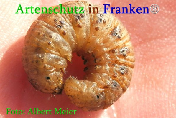Copyright AiS Albert Meier Bild zum Eintrag (70952-160)