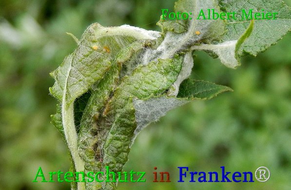 Copyright AiS Albert Meier Bild zum Eintrag (70958-160)