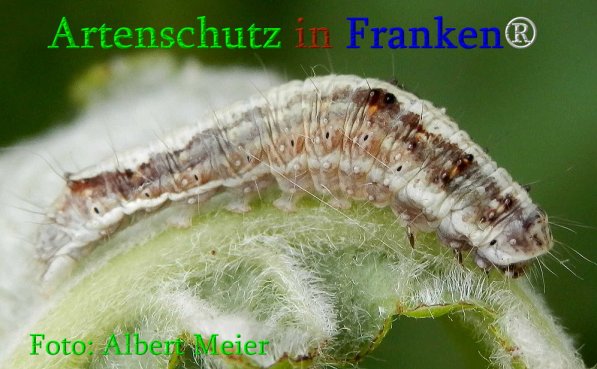 Copyright AiS Albert Meier Bild zum Eintrag (70959-160)