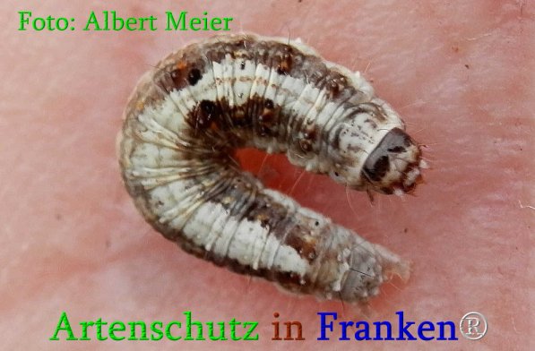 Copyright AiS Albert Meier Bild zum Eintrag (70961-160)