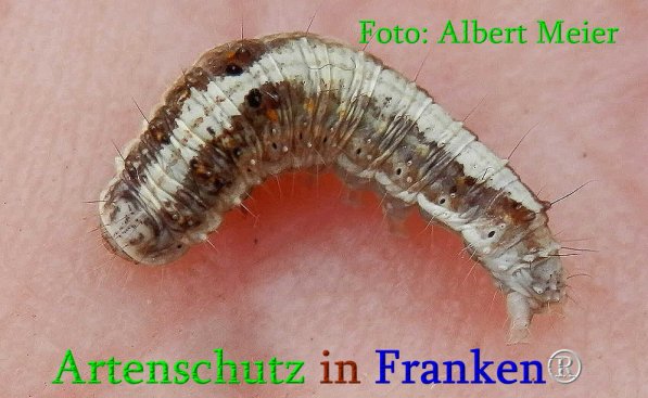 Copyright AiS Albert Meier Bild zum Eintrag (70962-160)