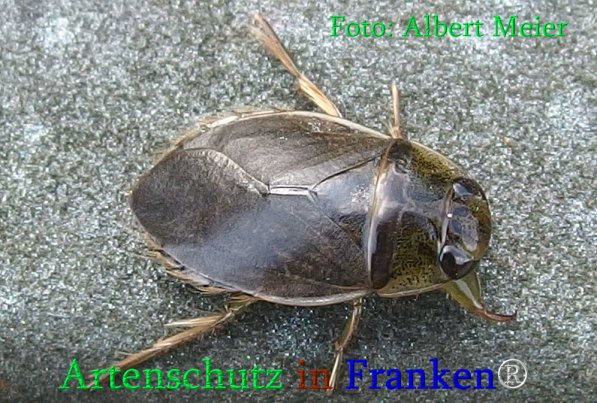 Copyright AiS Albert Meier Bild zum Eintrag (70986-160)