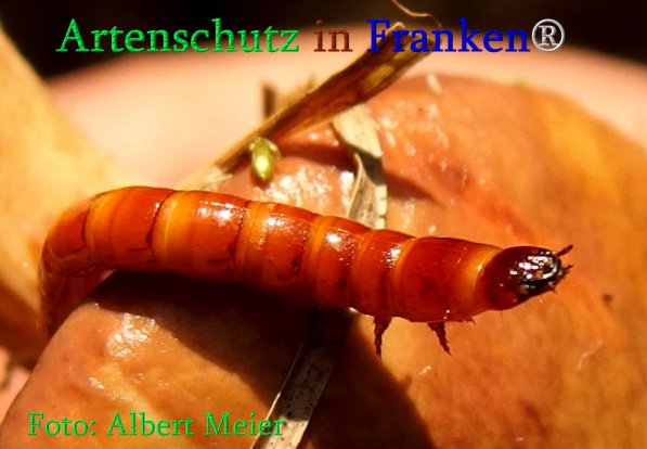 Copyright AiS Albert Meier Bild zum Eintrag (70993-160)