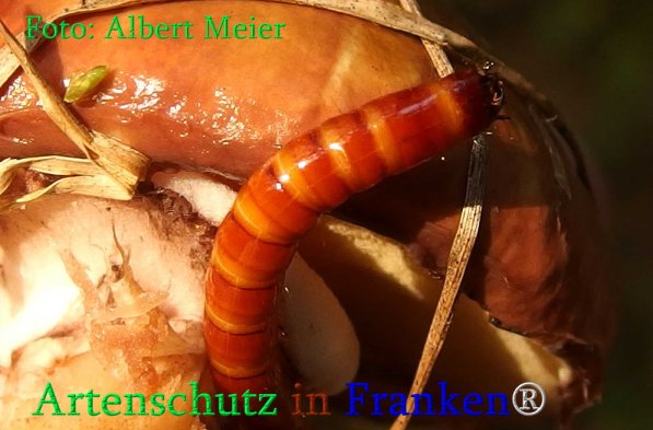 Copyright AiS Albert Meier Bild zum Eintrag (70994-160)