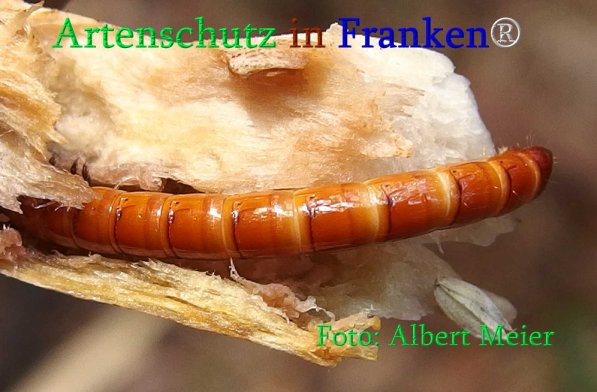 Copyright AiS Albert Meier Bild zum Eintrag (70995-160)