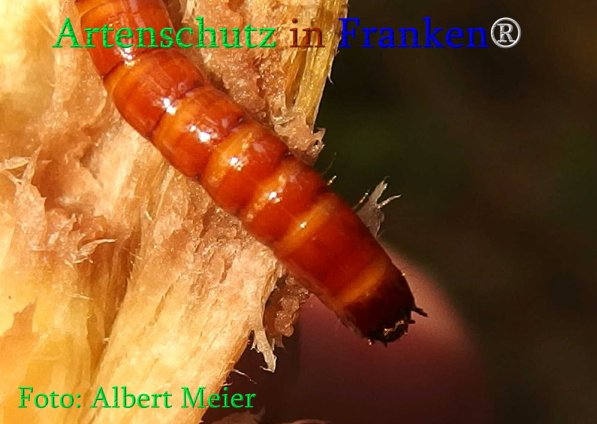 Copyright AiS Albert Meier Bild zum Eintrag (70996-160)