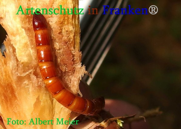 Copyright AiS Albert Meier Bild zum Eintrag (70997-160)