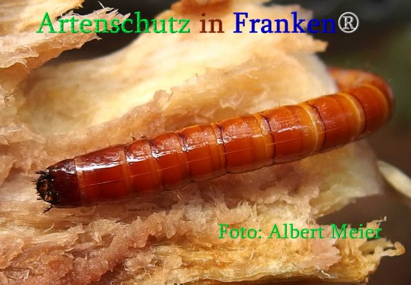 Copyright AiS Albert Meier Bild zum Eintrag (70999-160)