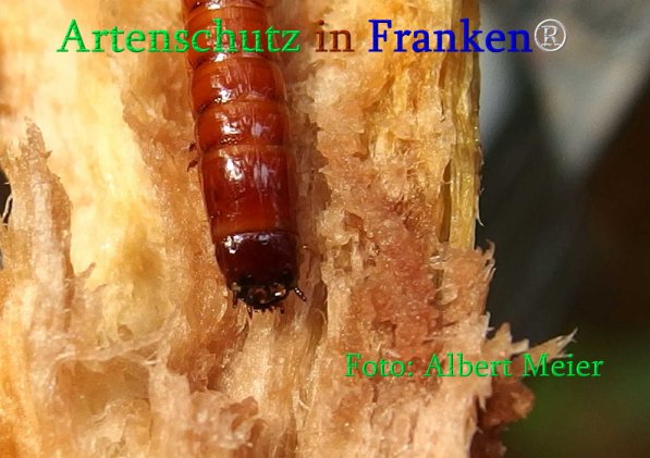 Copyright AiS Albert Meier Bild zum Eintrag (71000-160)